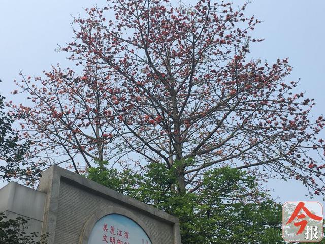 柳州江滨公园的花儿也开了！紫荆、木棉……看得人心都醉了